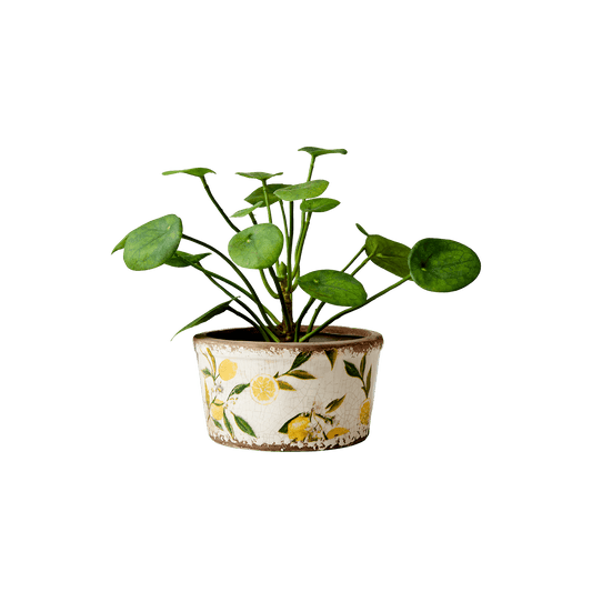 Lemona blomsterpotte i keramikk med et vakkert sitron mønster og vintage preg, alle er unike. Fyll den med dine favoritt planter og blomster. Dekorer både hjemmet og hytta. Fra Affari of Sweden.
